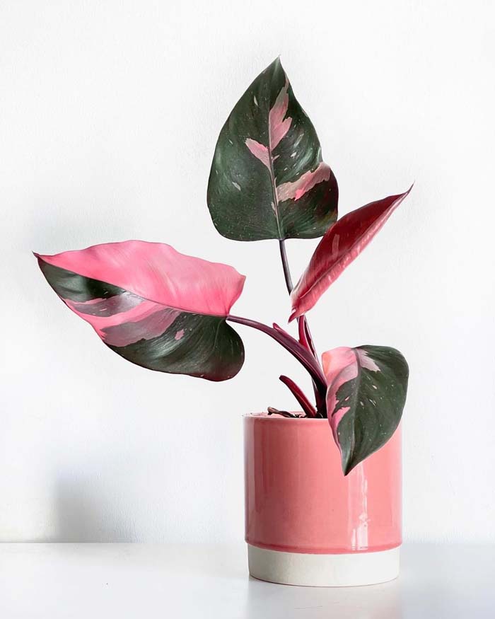 13. Pink Princess Philodendron #decorhomeideas