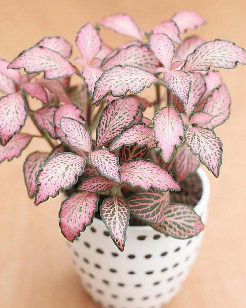 16. Pink Nerve Plant #decorhomeideas