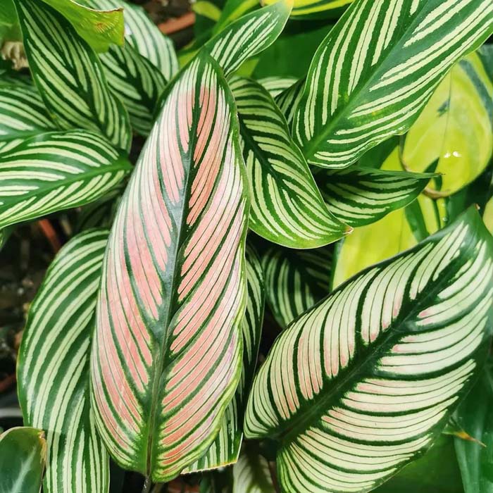 18. Calathea 'White Star' #decorhomeideas