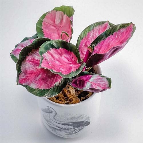 19. Rose Painted Calathea #decorhomeideas