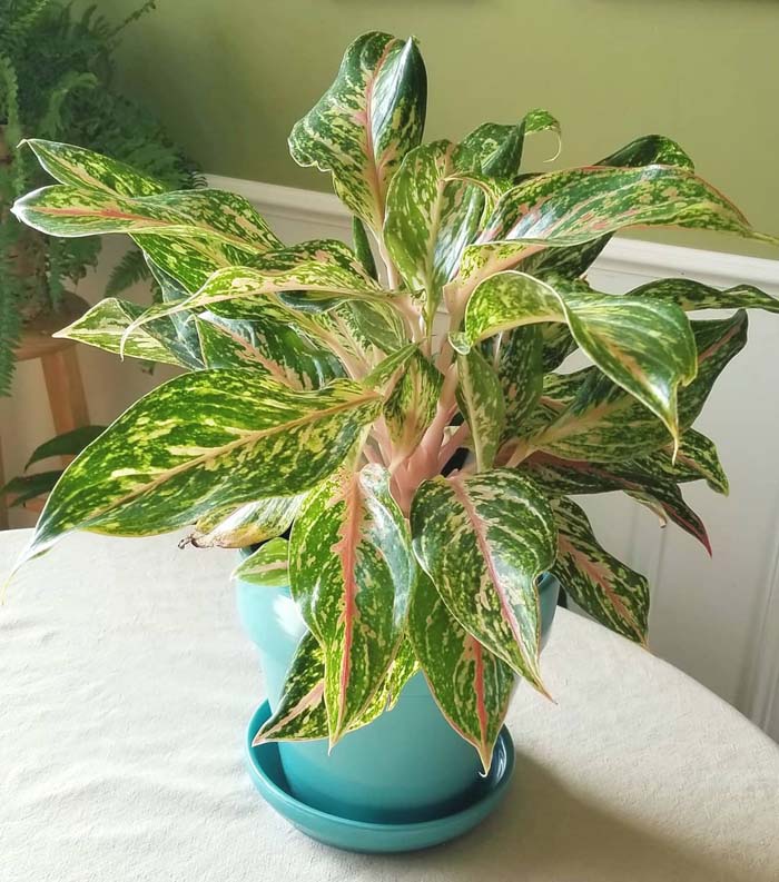 2. Chinese Evergreen #decorhomeideas