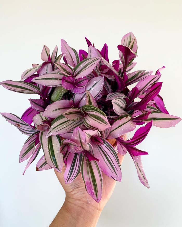 20. Pink Princess Tradescantia #decorhomeideas