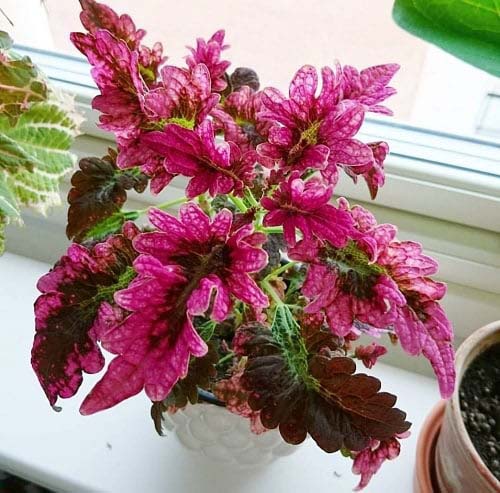 21. Pink Chaos Coleus #decorhomeideas