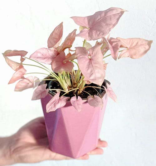 22. Syngonium Pink Neon #decorhomeideas