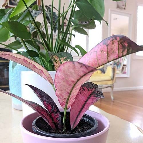 25. Variegated Pink Croton #decorhomeideas