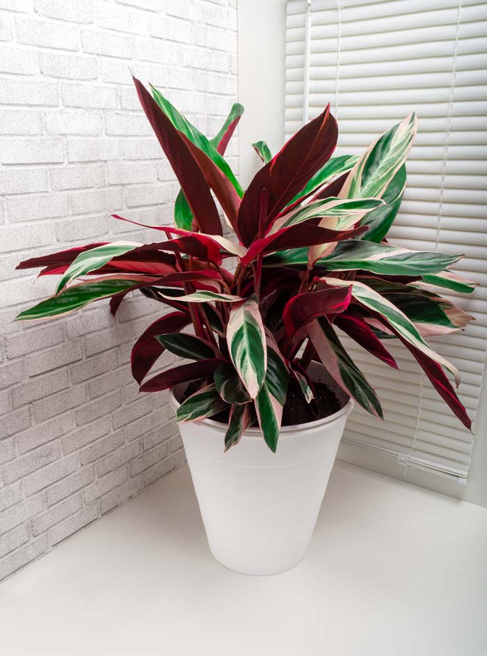 27. Tricolor Stromanthe #decorhomeideas