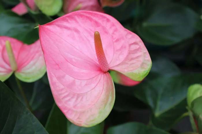 32. Anthurium Tickled Pink #decorhomeideas