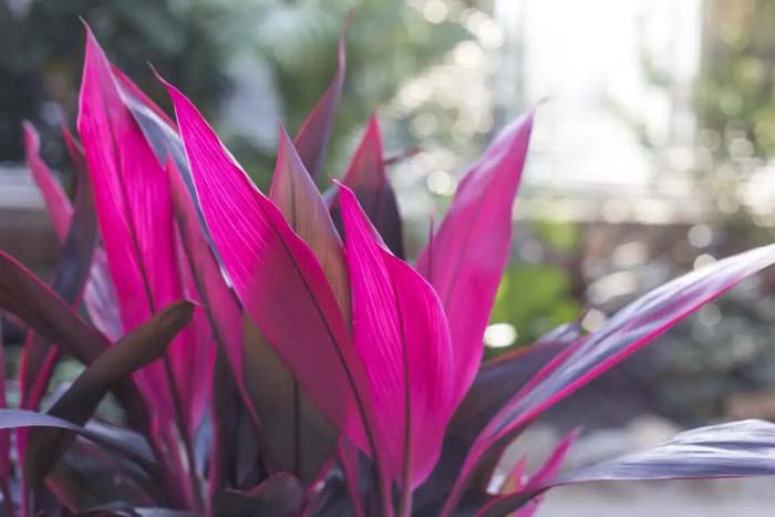 5. Cordyline ‘Pink Passion’ #decorhomeideas