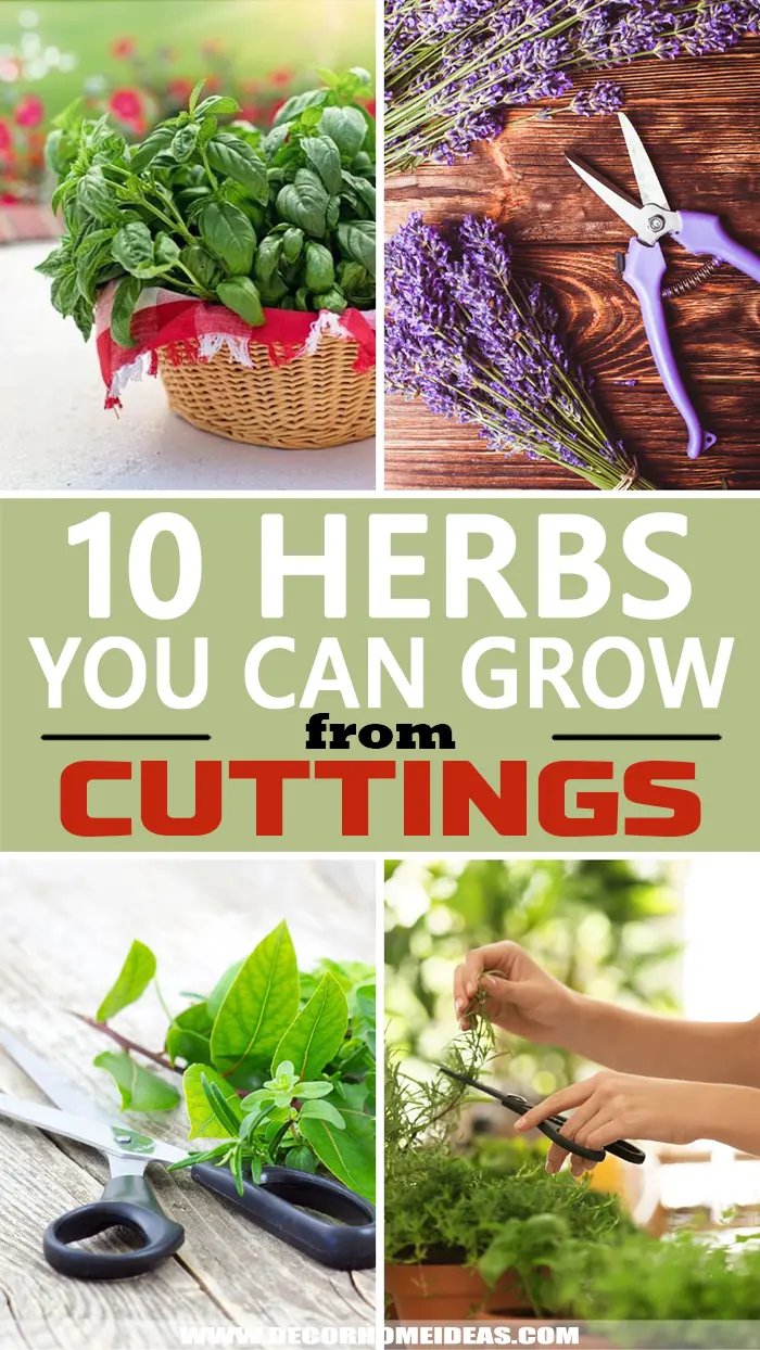 Best Herbs From Cuttings. Learn how to grow your favorite herbs from cuttings with these easy tips and tricks. #decorhomeideas