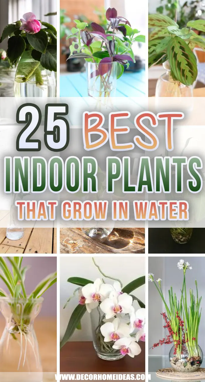 Best Indoor Water Plants. Add some houseplants that grow in water to your home decor. Green, leafy, lush plants will add life and vibrance to every room.