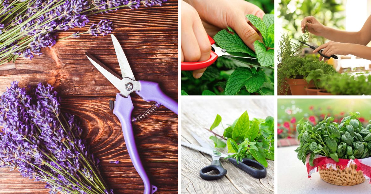 Herbs From Cuttings