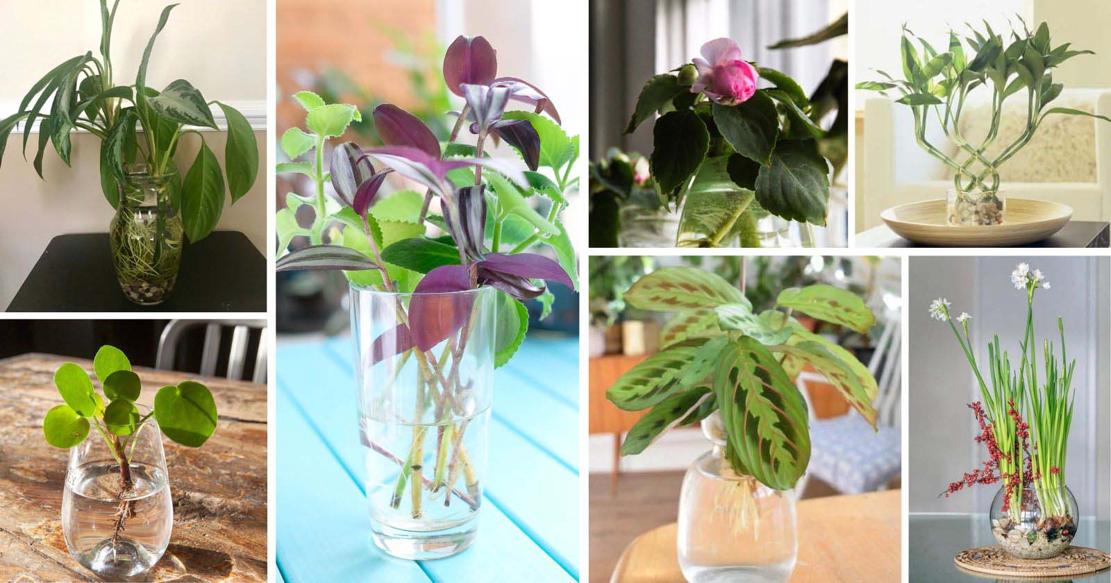 Indoor Water Plants