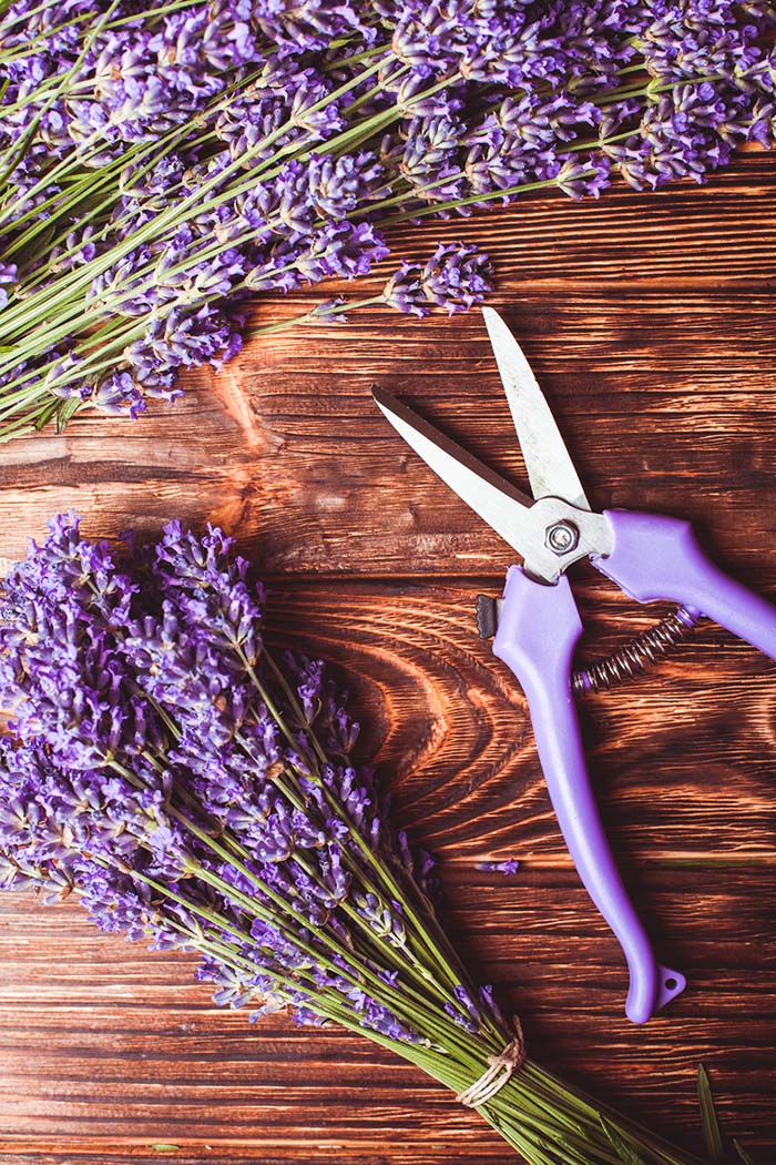 Lavender Cuttings