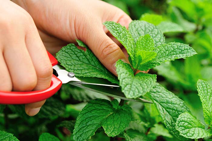 Mint Cuttings