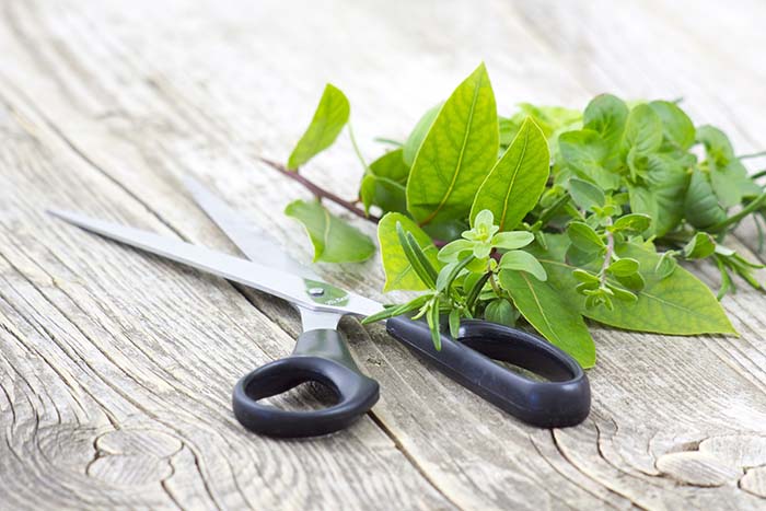 Sage Cuttings