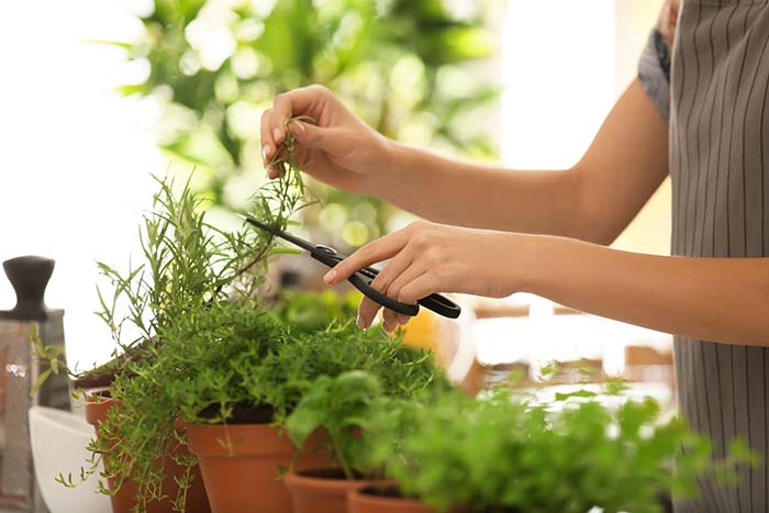 Thyme Cuttings