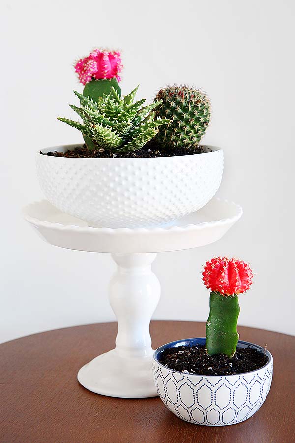 Cute Pots Repurposed Into Succulent Planters