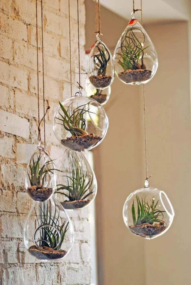 Hanging Terrariums As Indoor Succulent Planters