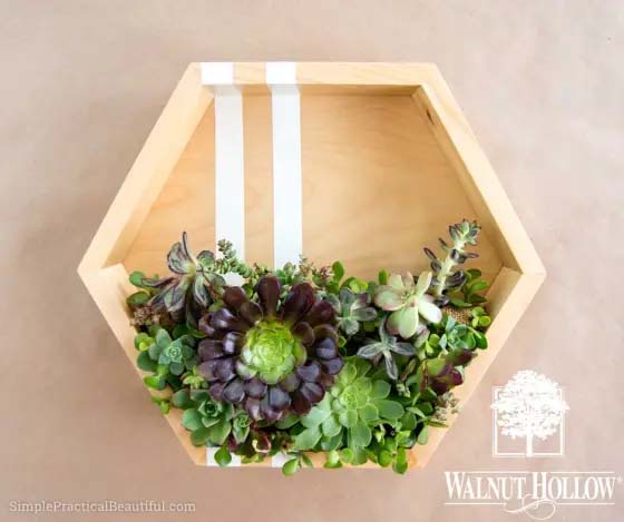 Hexagonal Indoor Succulent Planter