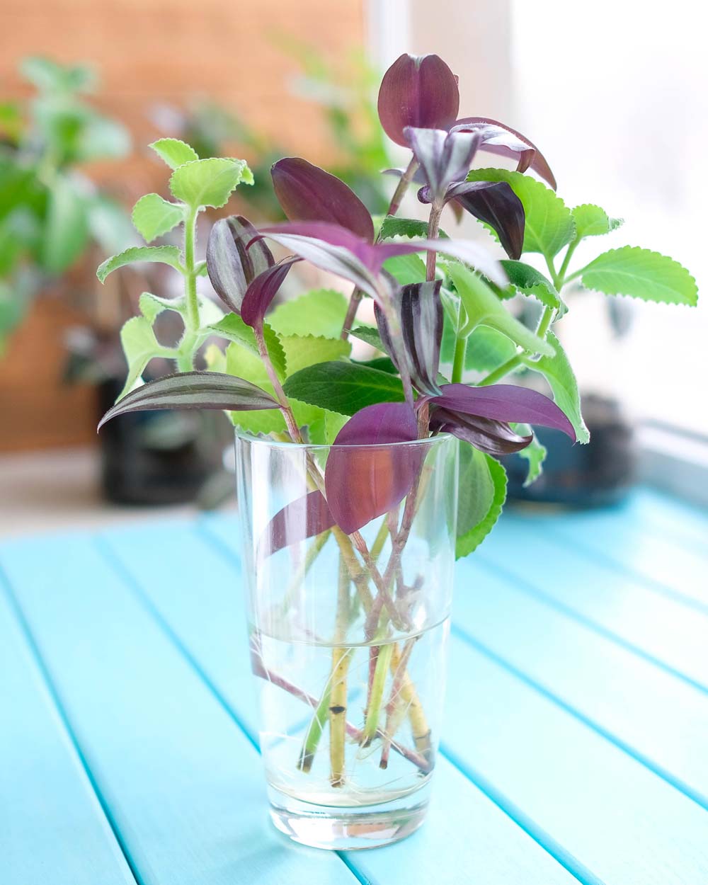 1. Coleus #decorhomeideas