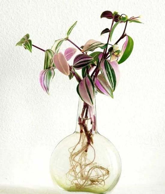 10. Wandering Jew #decorhomeideas