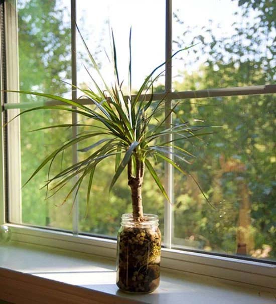 11. Dracaena #decorhomeideas