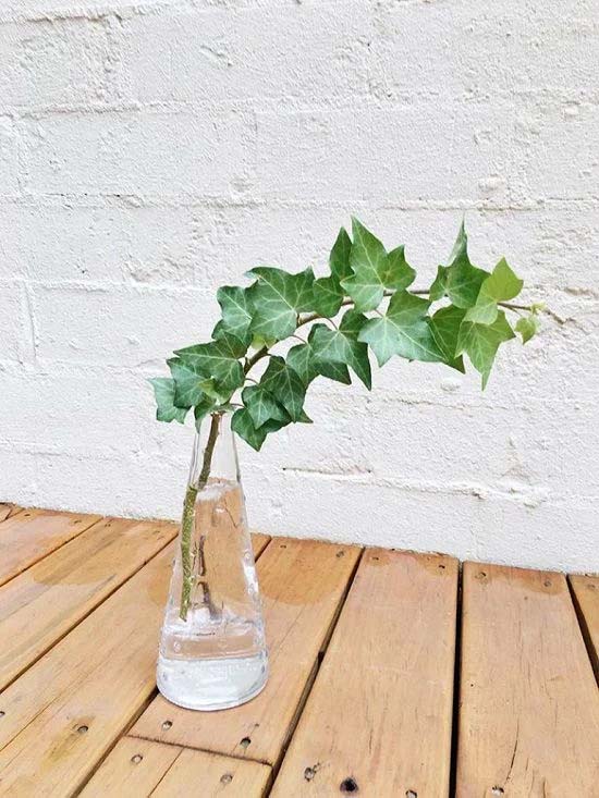 16. English Ivy #decorhomeideas