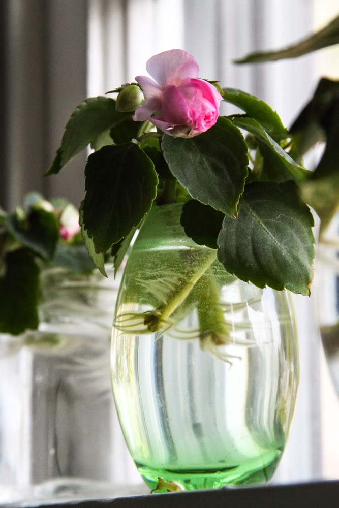 2. Impatiens #decorhomeideas