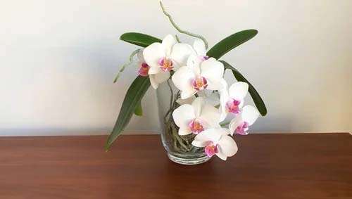 21. Orquídea polilla #decorhomeideas