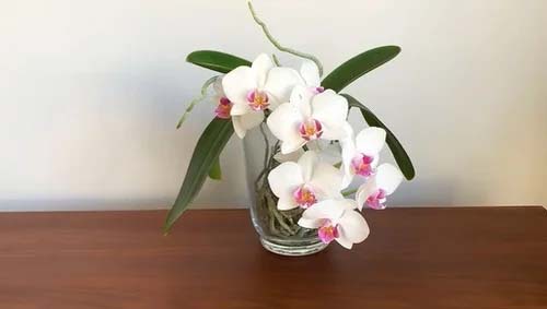 21. Moth Orchid #decorhomeideas