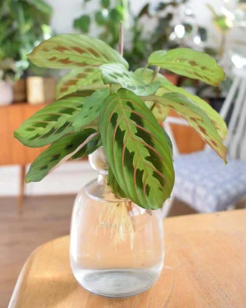 22. Prayer Plant #decorhomeideas