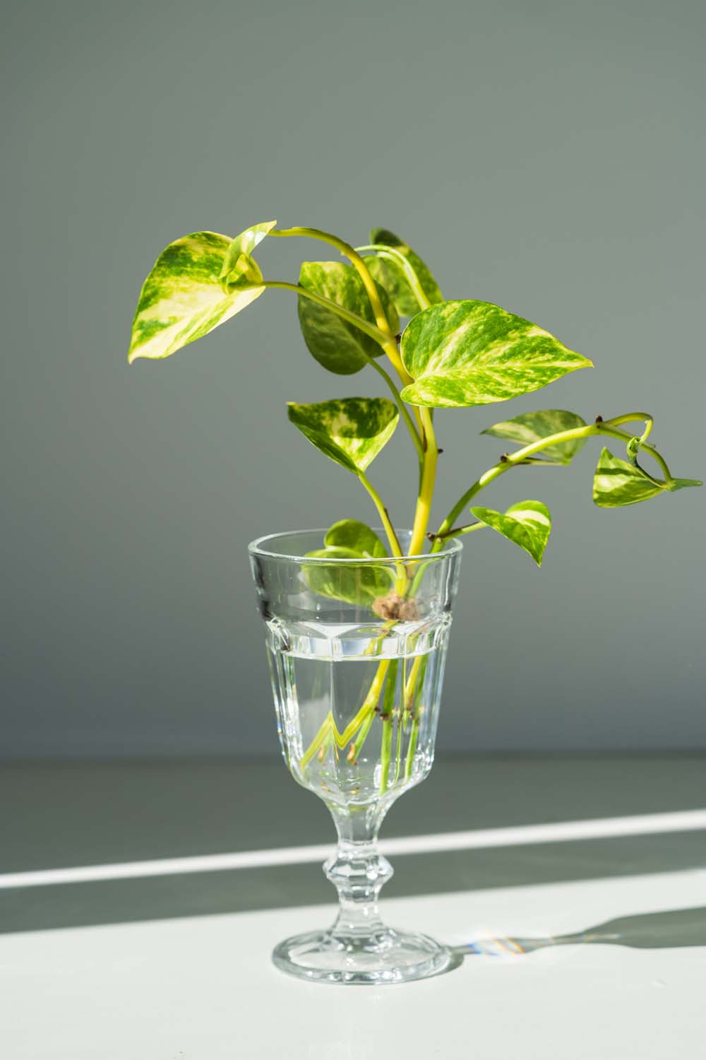 3. Pothos #decorhomeideas