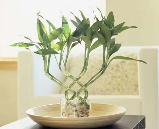 6. Lucky Bamboo #decorhomeideas