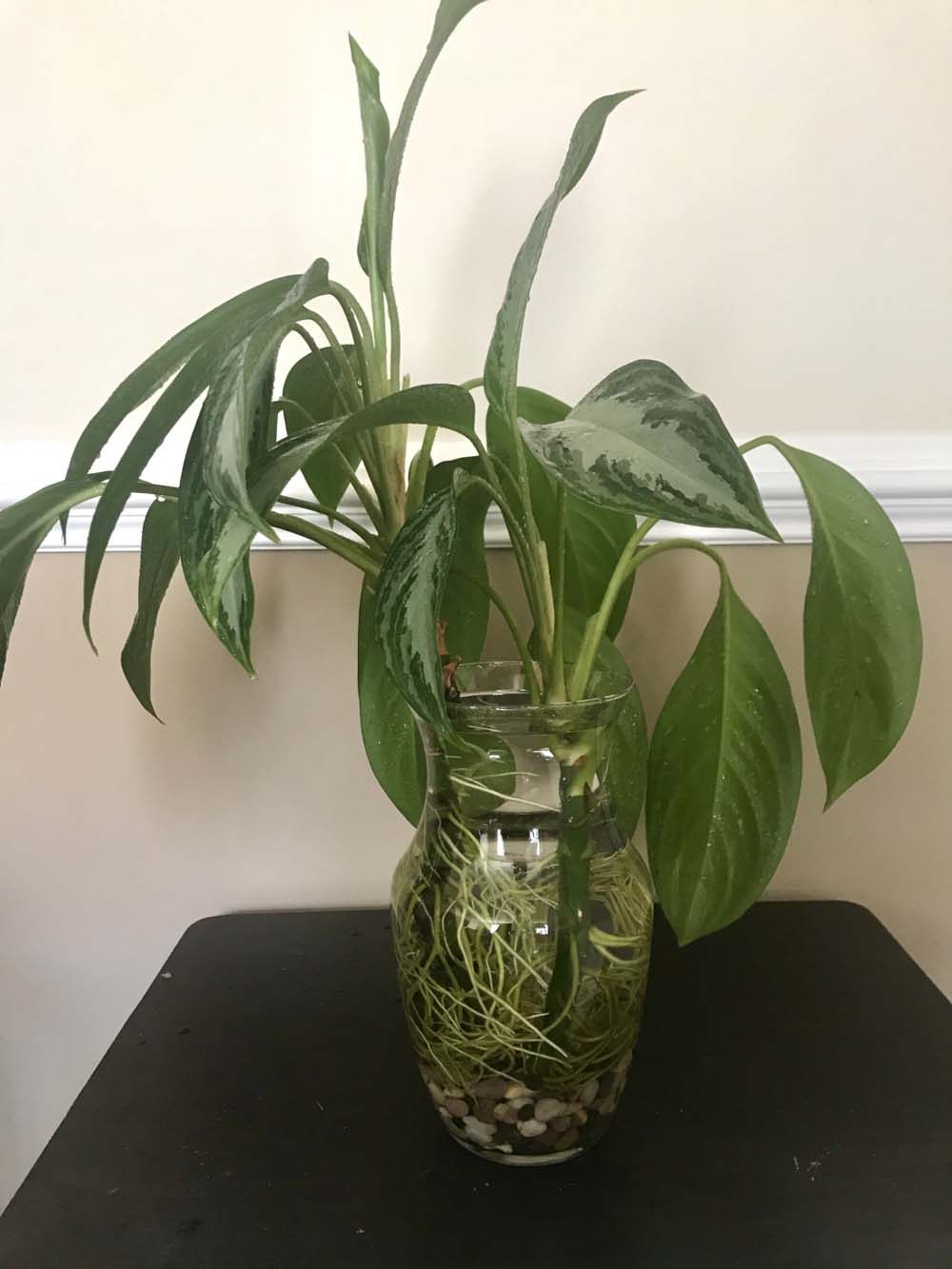 7. Chinese Evergreen #decorhomeideas