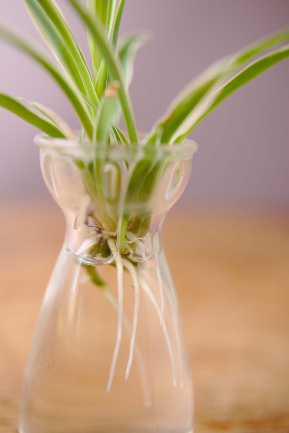 8. Spider Plant #decorhomeideas