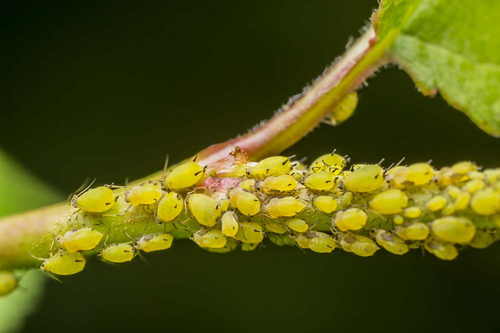 Aphids In Garden