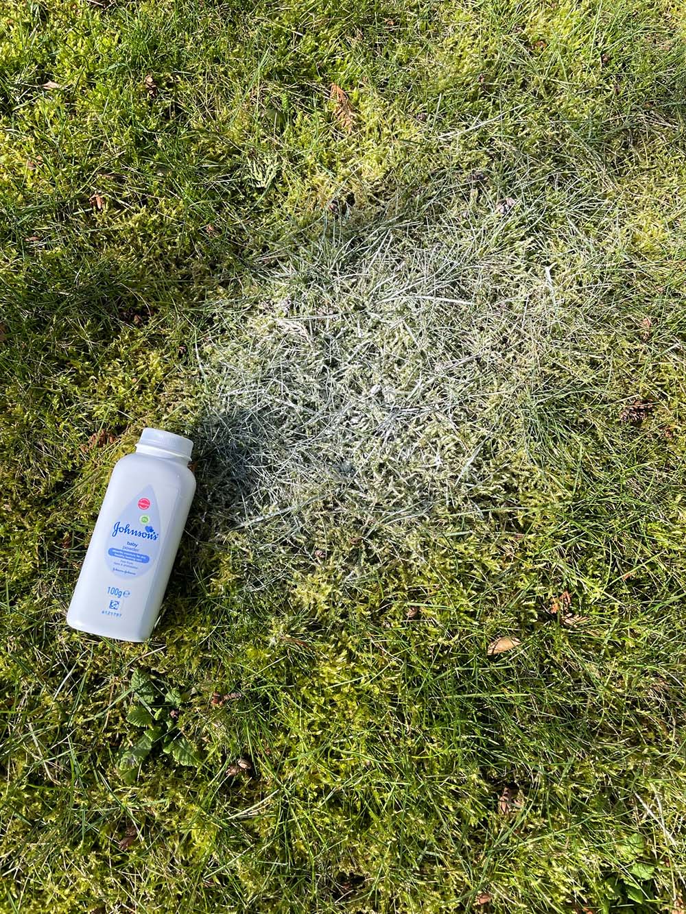 Baby Powder Get Rid of Ants