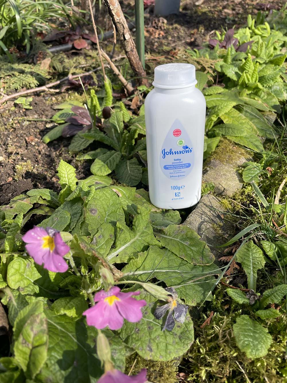 Baby Powder To Keep Plants From Rotting