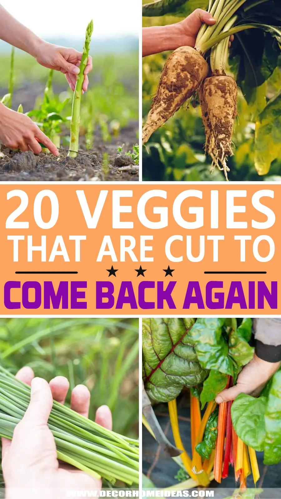 Are you tired of buying vegetables that wither away after one use? Check out these 20 veggies that will regrow again and again, saving you money and trips to the grocery store!