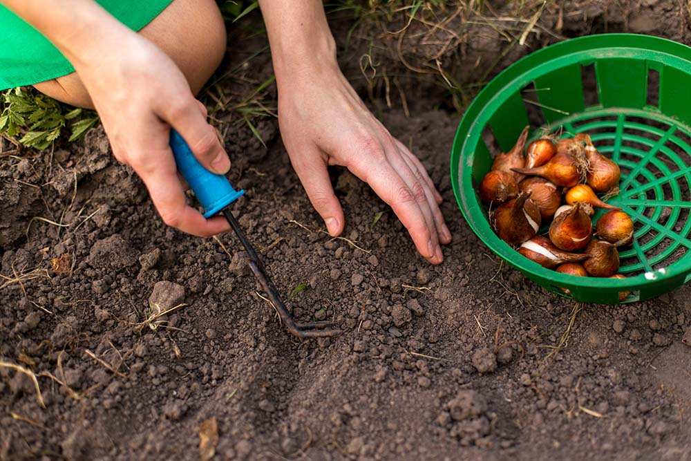 Care for Flower Bulbs