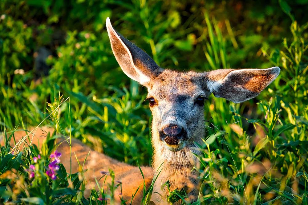 Deer Proof Your Garden