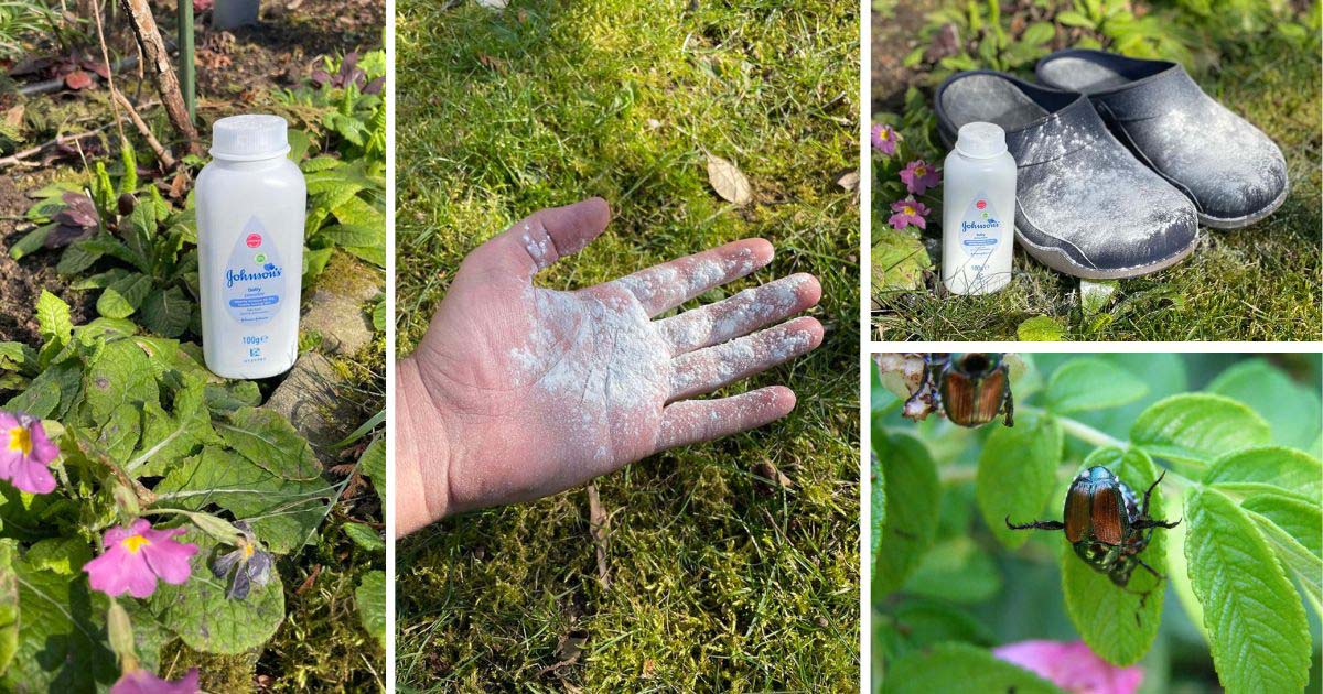 Garden Hacks Baby Powder