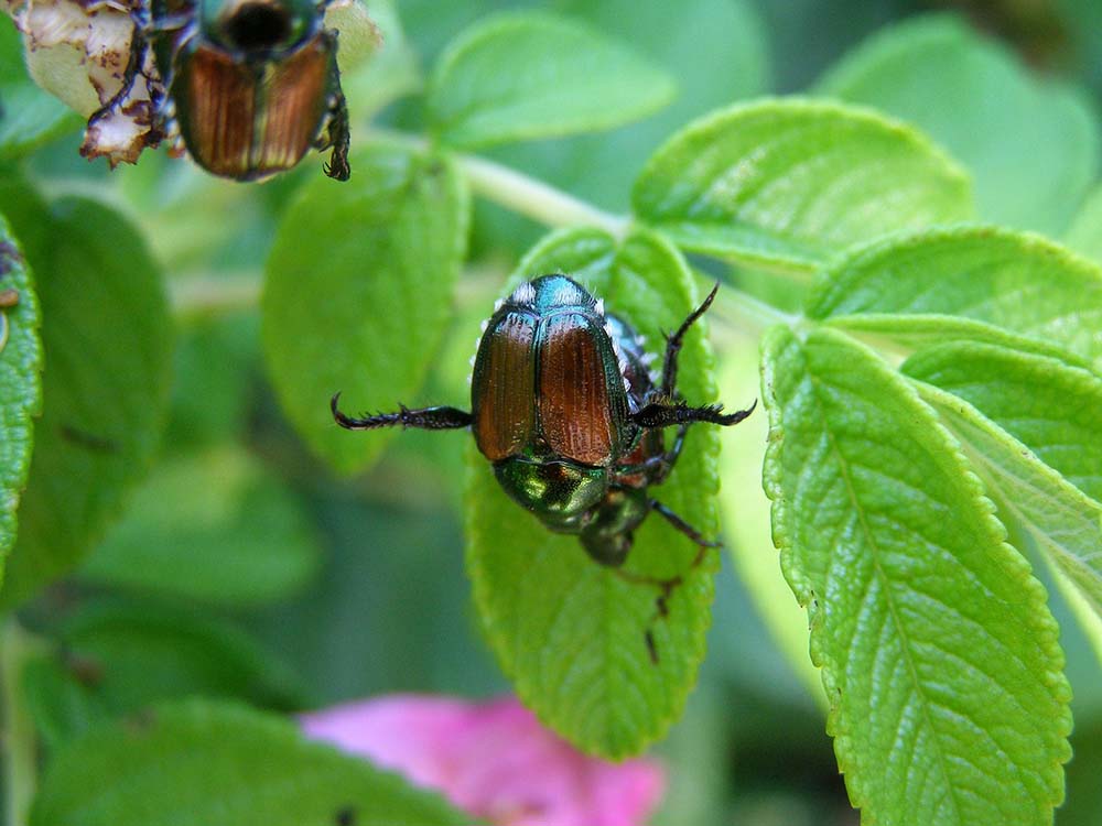 Japanese Beetle Insect