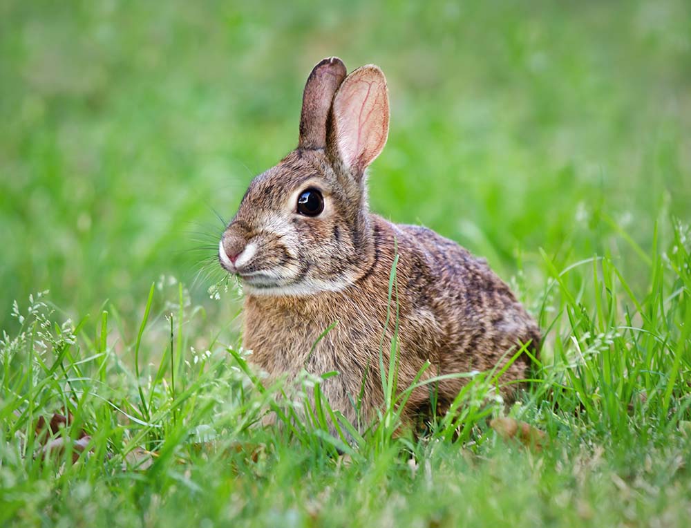 Rabbit In The Garden