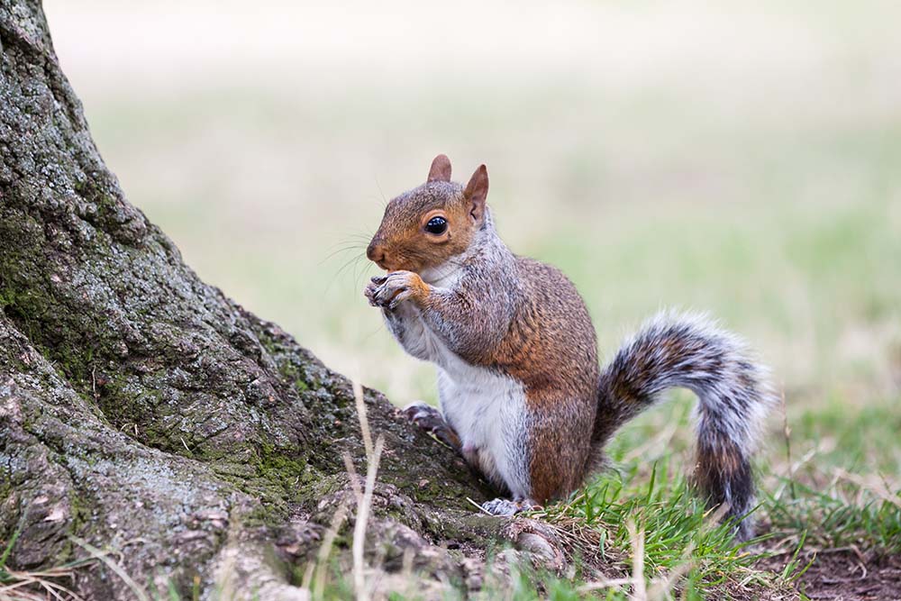 Squirrel Eating Nuts