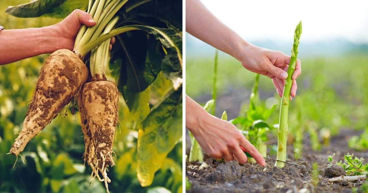 Veggies That Are Cut To Come Again