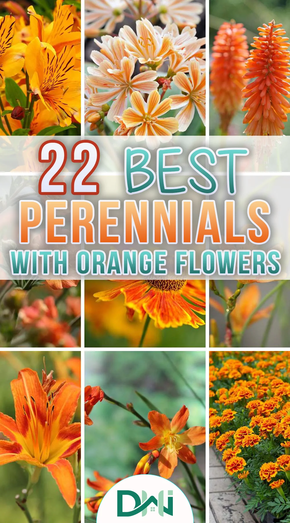 Give your garden rich orange color with these fabulous perennials that will grow year after year — easy care of orange flowering plants that will last forever.
