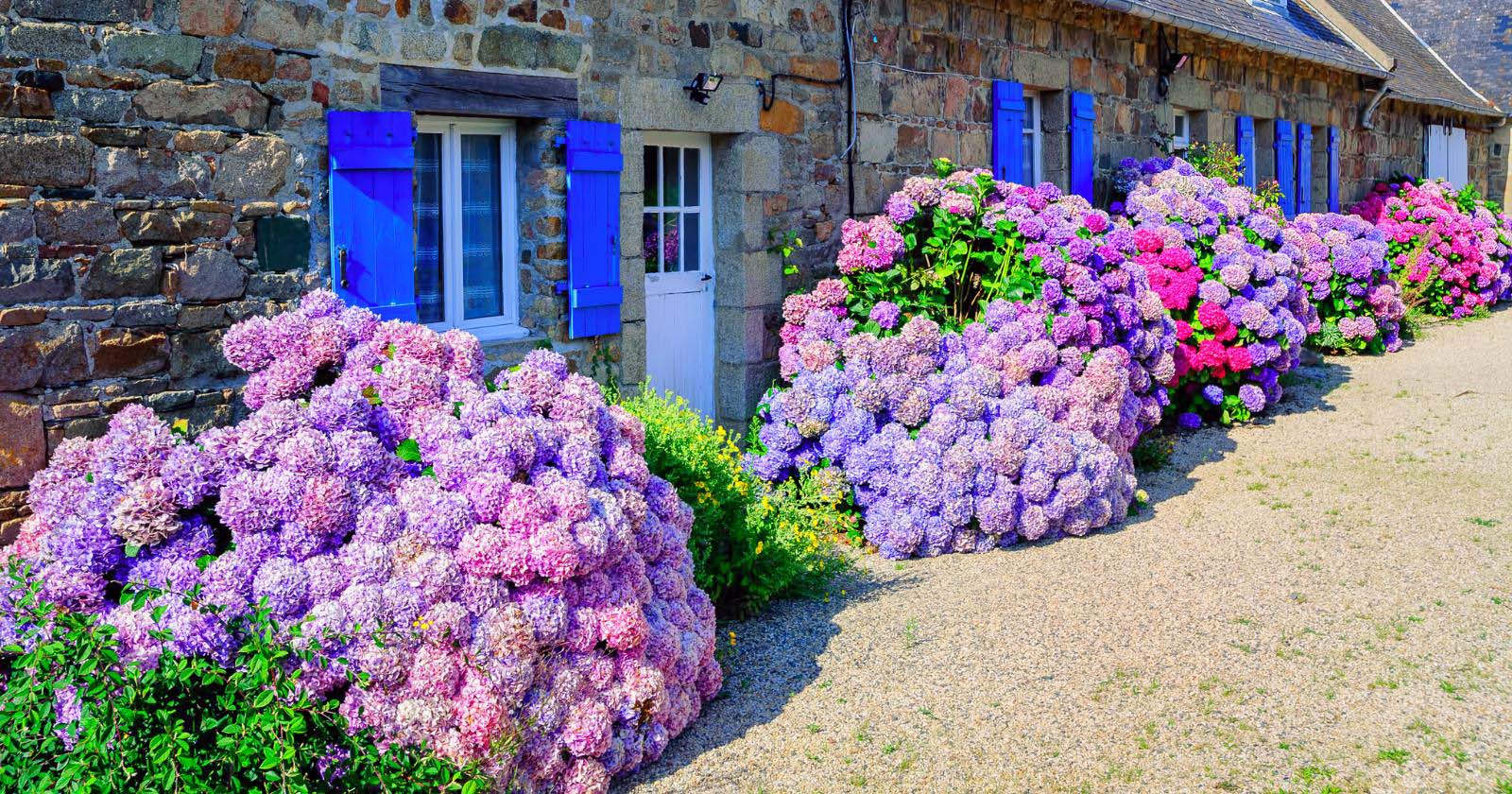 Hydrangea For Front of House