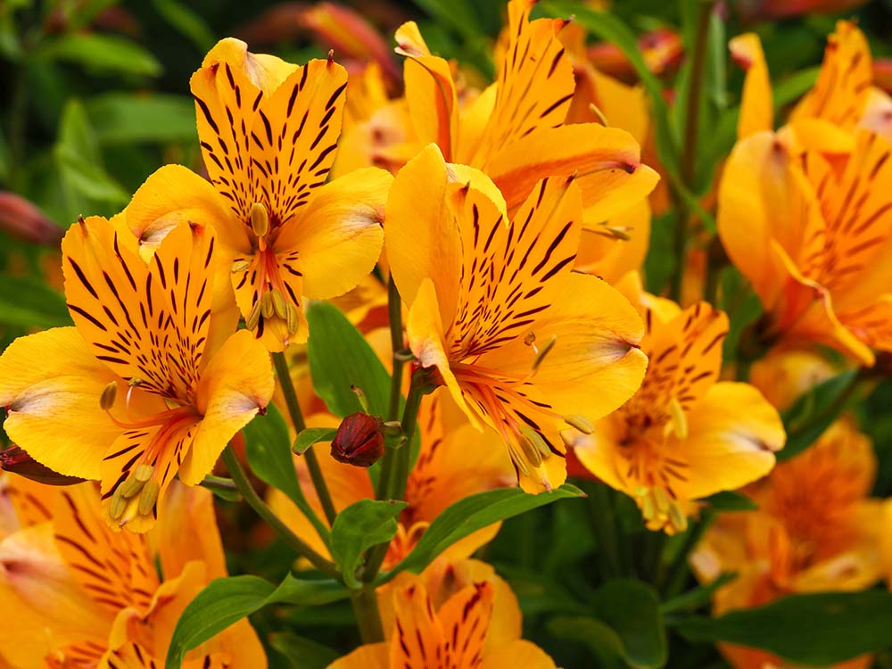 1. Peruvian Lilies (Alstromeria) #decorhomeideas