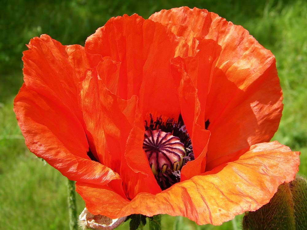 10. Oriental Poppy #decorhomeideas